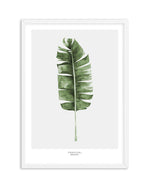 Banana Leaf II Art Print-PRINT-Olive et Oriel-Olive et Oriel-A5 | 5.8" x 8.3" | 14.8 x 21cm-White-With White Border-Buy-Australian-Art-Prints-Online-with-Olive-et-Oriel-Your-Artwork-Specialists-Austrailia-Decorate-With-Coastal-Photo-Wall-Art-Prints-From-Our-Beach-House-Artwork-Collection-Fine-Poster-and-Framed-Artwork