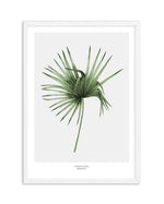 Fan Palm III Art Print-PRINT-Olive et Oriel-Olive et Oriel-A5 | 5.8" x 8.3" | 14.8 x 21cm-White-With White Border-Buy-Australian-Art-Prints-Online-with-Olive-et-Oriel-Your-Artwork-Specialists-Austrailia-Decorate-With-Coastal-Photo-Wall-Art-Prints-From-Our-Beach-House-Artwork-Collection-Fine-Poster-and-Framed-Artwork