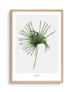 Fan Palm III Art Print-PRINT-Olive et Oriel-Olive et Oriel-A5 | 5.8" x 8.3" | 14.8 x 21cm-Oak-With White Border-Buy-Australian-Art-Prints-Online-with-Olive-et-Oriel-Your-Artwork-Specialists-Austrailia-Decorate-With-Coastal-Photo-Wall-Art-Prints-From-Our-Beach-House-Artwork-Collection-Fine-Poster-and-Framed-Artwork