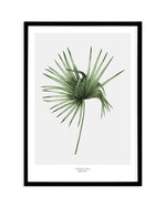 Fan Palm III Art Print-PRINT-Olive et Oriel-Olive et Oriel-A5 | 5.8" x 8.3" | 14.8 x 21cm-Black-With White Border-Buy-Australian-Art-Prints-Online-with-Olive-et-Oriel-Your-Artwork-Specialists-Austrailia-Decorate-With-Coastal-Photo-Wall-Art-Prints-From-Our-Beach-House-Artwork-Collection-Fine-Poster-and-Framed-Artwork