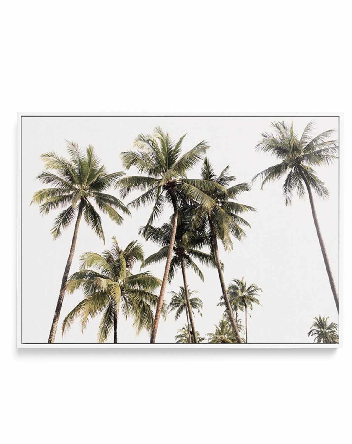 Tropical Palm Trees LS | Framed Canvas-CANVAS-You can shop wall art online with Olive et Oriel for everything from abstract art to fun kids wall art. Our beautiful modern art prints and canvas art are available from large canvas prints to wall art paintings and our proudly Australian artwork collection offers only the highest quality framed large wall art and canvas art Australia - You can buy fashion photography prints or Hampton print posters and paintings on canvas from Olive et Oriel and hav