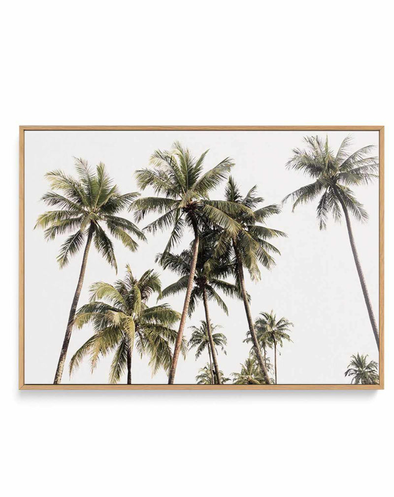 Tropical Palm Trees LS | Framed Canvas-CANVAS-You can shop wall art online with Olive et Oriel for everything from abstract art to fun kids wall art. Our beautiful modern art prints and canvas art are available from large canvas prints to wall art paintings and our proudly Australian artwork collection offers only the highest quality framed large wall art and canvas art Australia - You can buy fashion photography prints or Hampton print posters and paintings on canvas from Olive et Oriel and hav