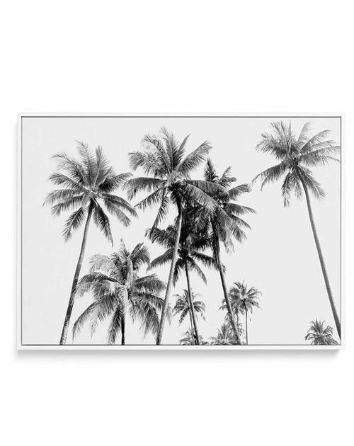 Tropical Palms B&W | Framed Canvas-CANVAS-You can shop wall art online with Olive et Oriel for everything from abstract art to fun kids wall art. Our beautiful modern art prints and canvas art are available from large canvas prints to wall art paintings and our proudly Australian artwork collection offers only the highest quality framed large wall art and canvas art Australia - You can buy fashion photography prints or Hampton print posters and paintings on canvas from Olive et Oriel and have th