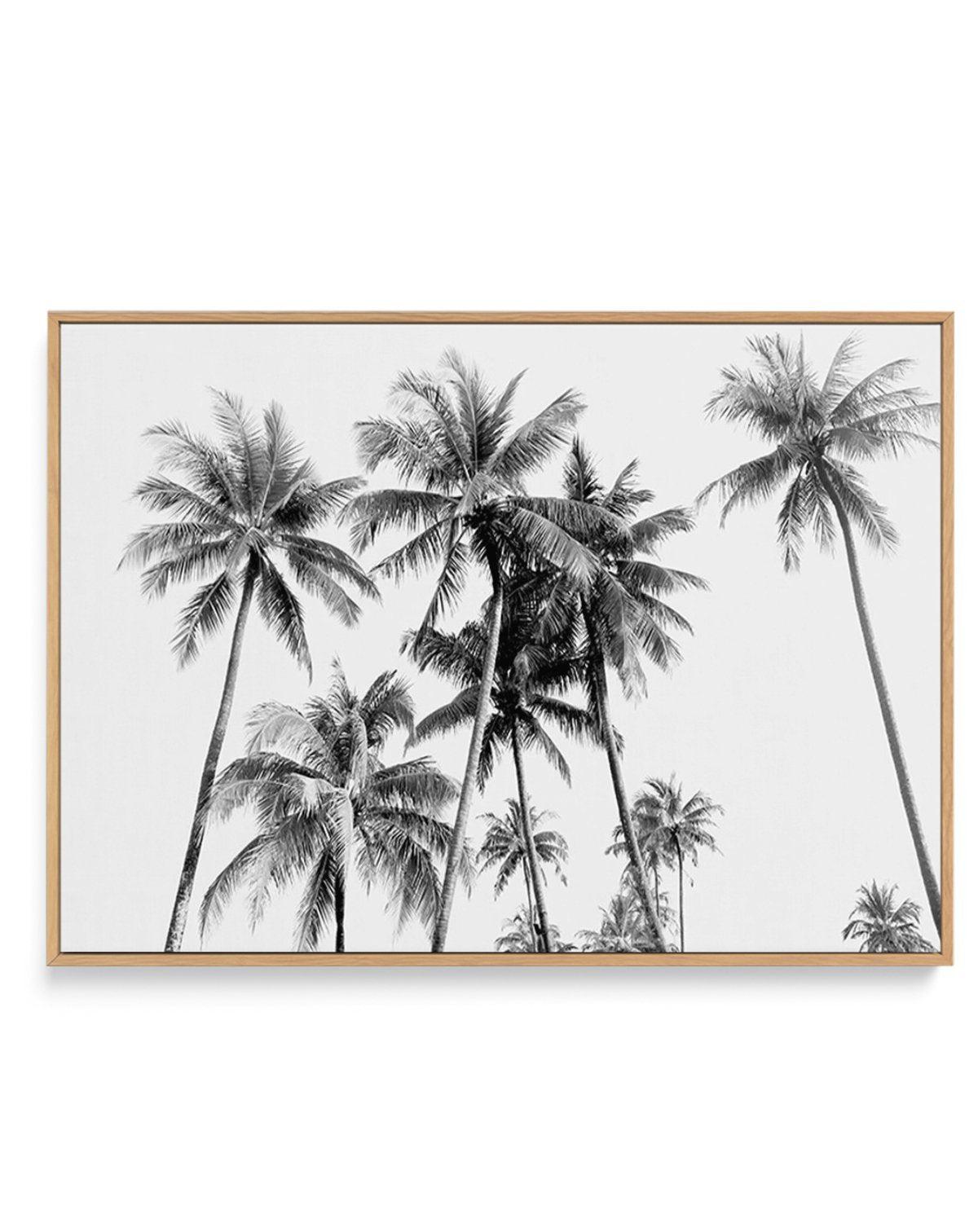 Tropical Palms B&W | Framed Canvas-CANVAS-You can shop wall art online with Olive et Oriel for everything from abstract art to fun kids wall art. Our beautiful modern art prints and canvas art are available from large canvas prints to wall art paintings and our proudly Australian artwork collection offers only the highest quality framed large wall art and canvas art Australia - You can buy fashion photography prints or Hampton print posters and paintings on canvas from Olive et Oriel and have th