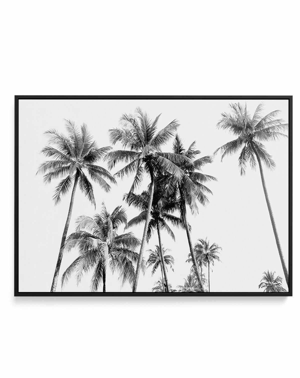 Tropical Palms B&W | Framed Canvas-CANVAS-You can shop wall art online with Olive et Oriel for everything from abstract art to fun kids wall art. Our beautiful modern art prints and canvas art are available from large canvas prints to wall art paintings and our proudly Australian artwork collection offers only the highest quality framed large wall art and canvas art Australia - You can buy fashion photography prints or Hampton print posters and paintings on canvas from Olive et Oriel and have th