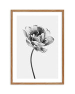 Tulip en Noir Art Print-PRINT-Olive et Oriel-Olive et Oriel-50x70 cm | 19.6" x 27.5"-Walnut-With White Border-Buy-Australian-Art-Prints-Online-with-Olive-et-Oriel-Your-Artwork-Specialists-Austrailia-Decorate-With-Coastal-Photo-Wall-Art-Prints-From-Our-Beach-House-Artwork-Collection-Fine-Poster-and-Framed-Artwork