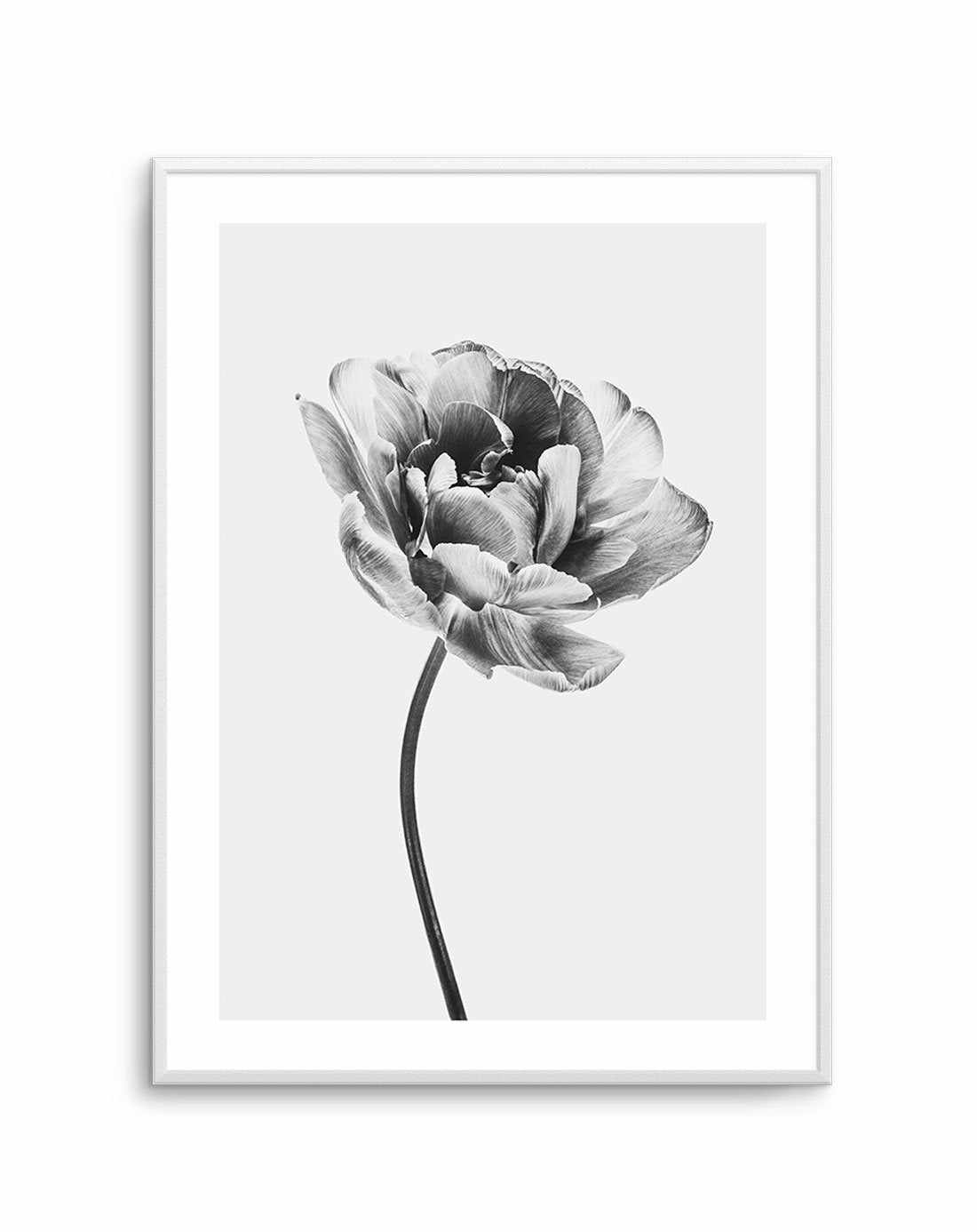 Tulip en Noir Art Print-PRINT-Olive et Oriel-Olive et Oriel-A5 | 5.8" x 8.3" | 14.8 x 21cm-Unframed Art Print-With White Border-Buy-Australian-Art-Prints-Online-with-Olive-et-Oriel-Your-Artwork-Specialists-Austrailia-Decorate-With-Coastal-Photo-Wall-Art-Prints-From-Our-Beach-House-Artwork-Collection-Fine-Poster-and-Framed-Artwork