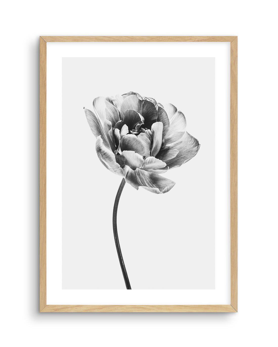 Tulip en Noir Art Print-PRINT-Olive et Oriel-Olive et Oriel-A5 | 5.8" x 8.3" | 14.8 x 21cm-Oak-With White Border-Buy-Australian-Art-Prints-Online-with-Olive-et-Oriel-Your-Artwork-Specialists-Austrailia-Decorate-With-Coastal-Photo-Wall-Art-Prints-From-Our-Beach-House-Artwork-Collection-Fine-Poster-and-Framed-Artwork