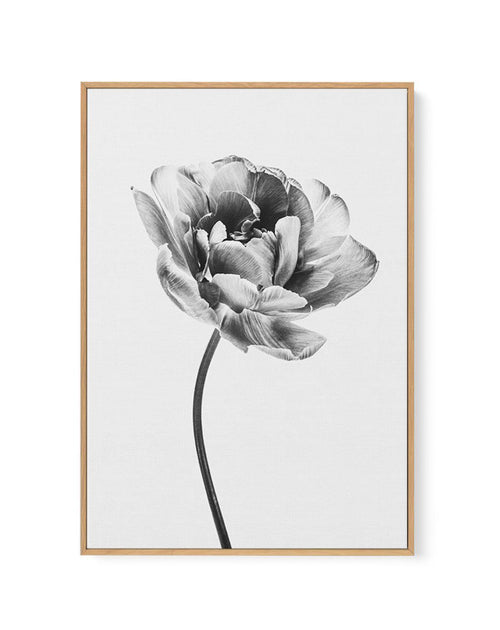 Tulip en Noir | Framed Canvas-CANVAS-You can shop wall art online with Olive et Oriel for everything from abstract art to fun kids wall art. Our beautiful modern art prints and canvas art are available from large canvas prints to wall art paintings and our proudly Australian artwork collection offers only the highest quality framed large wall art and canvas art Australia - You can buy fashion photography prints or Hampton print posters and paintings on canvas from Olive et Oriel and have them de