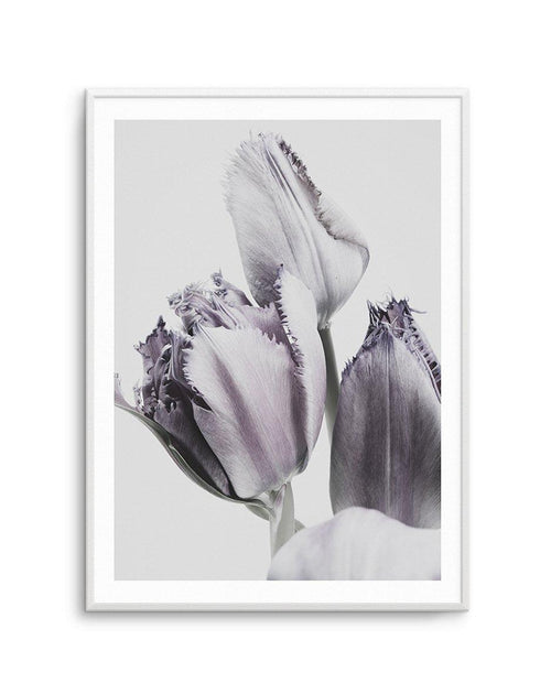 Tulips in Violet Art Print-PRINT-Olive et Oriel-Olive et Oriel-A4 | 8.3" x 11.7" | 21 x 29.7cm-Unframed Art Print-With White Border-Buy-Australian-Art-Prints-Online-with-Olive-et-Oriel-Your-Artwork-Specialists-Austrailia-Decorate-With-Coastal-Photo-Wall-Art-Prints-From-Our-Beach-House-Artwork-Collection-Fine-Poster-and-Framed-Artwork