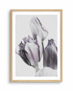 Tulips in Violet Art Print-PRINT-Olive et Oriel-Olive et Oriel-A4 | 8.3" x 11.7" | 21 x 29.7cm-Oak-With White Border-Buy-Australian-Art-Prints-Online-with-Olive-et-Oriel-Your-Artwork-Specialists-Austrailia-Decorate-With-Coastal-Photo-Wall-Art-Prints-From-Our-Beach-House-Artwork-Collection-Fine-Poster-and-Framed-Artwork