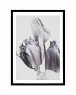 Tulips in Violet Art Print-PRINT-Olive et Oriel-Olive et Oriel-A4 | 8.3" x 11.7" | 21 x 29.7cm-Black-With White Border-Buy-Australian-Art-Prints-Online-with-Olive-et-Oriel-Your-Artwork-Specialists-Austrailia-Decorate-With-Coastal-Photo-Wall-Art-Prints-From-Our-Beach-House-Artwork-Collection-Fine-Poster-and-Framed-Artwork