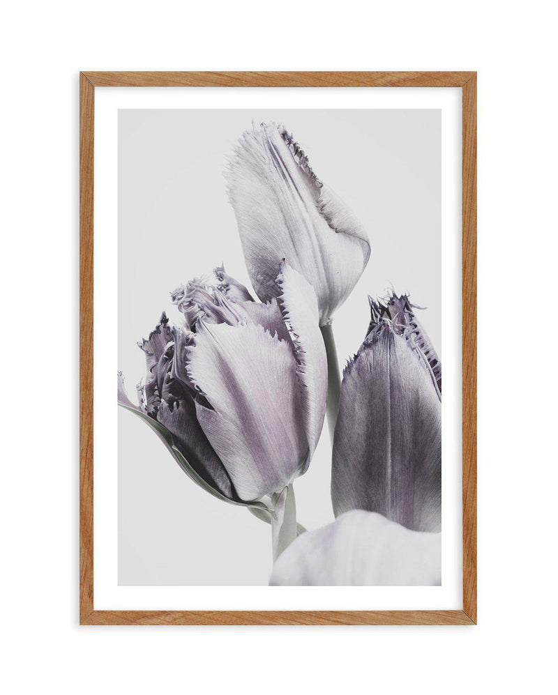 Tulips in Violet Art Print-PRINT-Olive et Oriel-Olive et Oriel-50x70 cm | 19.6" x 27.5"-Walnut-With White Border-Buy-Australian-Art-Prints-Online-with-Olive-et-Oriel-Your-Artwork-Specialists-Austrailia-Decorate-With-Coastal-Photo-Wall-Art-Prints-From-Our-Beach-House-Artwork-Collection-Fine-Poster-and-Framed-Artwork