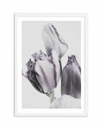 Tulips in Violet Art Print-PRINT-Olive et Oriel-Olive et Oriel-A4 | 8.3" x 11.7" | 21 x 29.7cm-White-With White Border-Buy-Australian-Art-Prints-Online-with-Olive-et-Oriel-Your-Artwork-Specialists-Austrailia-Decorate-With-Coastal-Photo-Wall-Art-Prints-From-Our-Beach-House-Artwork-Collection-Fine-Poster-and-Framed-Artwork