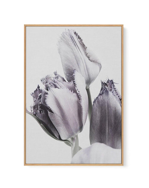 Tulips in Violet | Framed Canvas-CANVAS-You can shop wall art online with Olive et Oriel for everything from abstract art to fun kids wall art. Our beautiful modern art prints and canvas art are available from large canvas prints to wall art paintings and our proudly Australian artwork collection offers only the highest quality framed large wall art and canvas art Australia - You can buy fashion photography prints or Hampton print posters and paintings on canvas from Olive et Oriel and have them