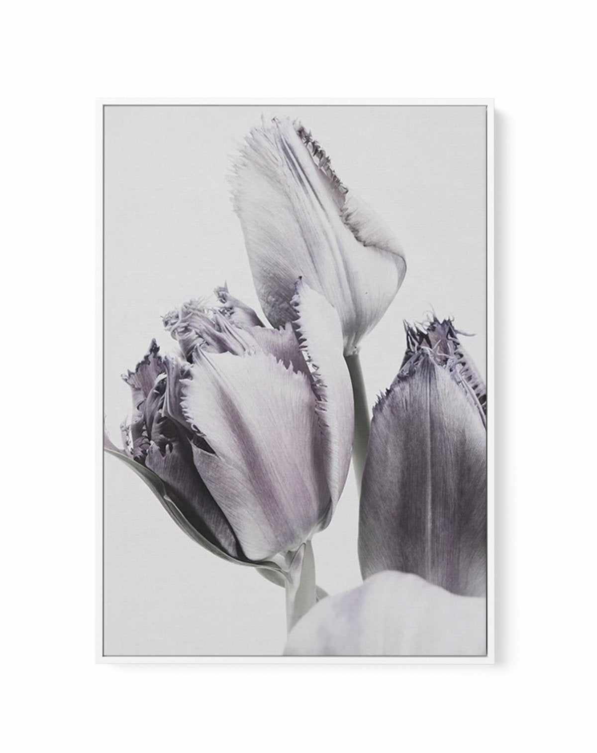 Tulips in Violet | Framed Canvas-CANVAS-You can shop wall art online with Olive et Oriel for everything from abstract art to fun kids wall art. Our beautiful modern art prints and canvas art are available from large canvas prints to wall art paintings and our proudly Australian artwork collection offers only the highest quality framed large wall art and canvas art Australia - You can buy fashion photography prints or Hampton print posters and paintings on canvas from Olive et Oriel and have them