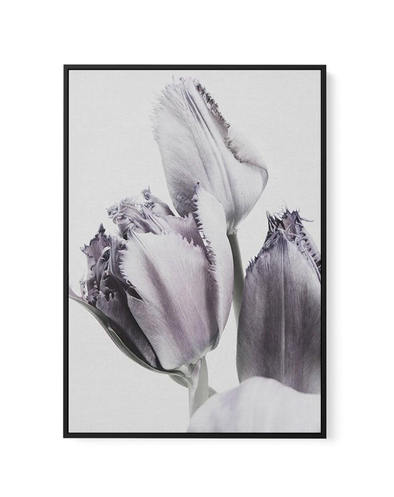 Tulips in Violet | Framed Canvas-CANVAS-You can shop wall art online with Olive et Oriel for everything from abstract art to fun kids wall art. Our beautiful modern art prints and canvas art are available from large canvas prints to wall art paintings and our proudly Australian artwork collection offers only the highest quality framed large wall art and canvas art Australia - You can buy fashion photography prints or Hampton print posters and paintings on canvas from Olive et Oriel and have them