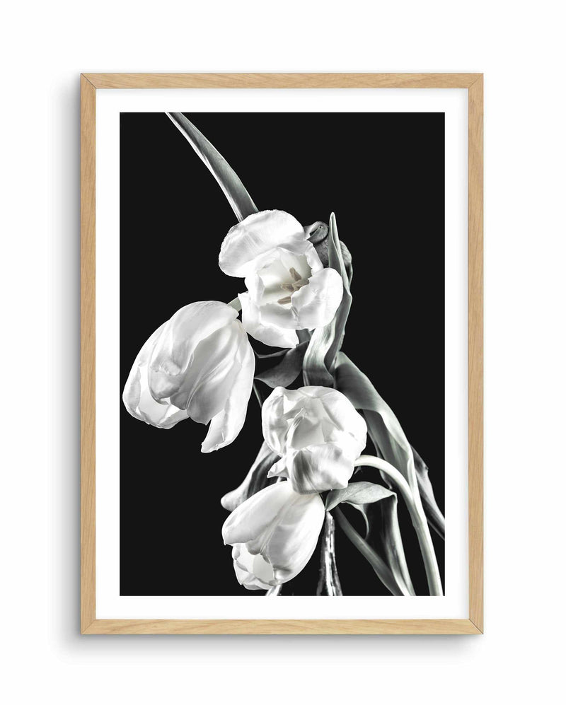 Tulips on Black I Art Print-PRINT-Olive et Oriel-Olive et Oriel-A5 | 5.8" x 8.3" | 14.8 x 21cm-Oak-With White Border-Buy-Australian-Art-Prints-Online-with-Olive-et-Oriel-Your-Artwork-Specialists-Austrailia-Decorate-With-Coastal-Photo-Wall-Art-Prints-From-Our-Beach-House-Artwork-Collection-Fine-Poster-and-Framed-Artwork