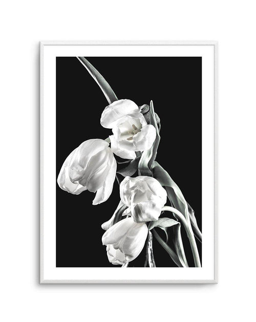 Tulips on Black I Art Print-PRINT-Olive et Oriel-Olive et Oriel-A5 | 5.8" x 8.3" | 14.8 x 21cm-Unframed Art Print-With White Border-Buy-Australian-Art-Prints-Online-with-Olive-et-Oriel-Your-Artwork-Specialists-Austrailia-Decorate-With-Coastal-Photo-Wall-Art-Prints-From-Our-Beach-House-Artwork-Collection-Fine-Poster-and-Framed-Artwork