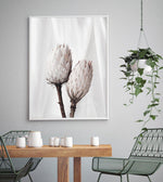 Twin Protea Art Print-PRINT-Olive et Oriel-Olive et Oriel-Buy-Australian-Art-Prints-Online-with-Olive-et-Oriel-Your-Artwork-Specialists-Austrailia-Decorate-With-Coastal-Photo-Wall-Art-Prints-From-Our-Beach-House-Artwork-Collection-Fine-Poster-and-Framed-Artwork
