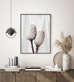 Twin Protea Art Print-PRINT-Olive et Oriel-Olive et Oriel-Buy-Australian-Art-Prints-Online-with-Olive-et-Oriel-Your-Artwork-Specialists-Austrailia-Decorate-With-Coastal-Photo-Wall-Art-Prints-From-Our-Beach-House-Artwork-Collection-Fine-Poster-and-Framed-Artwork