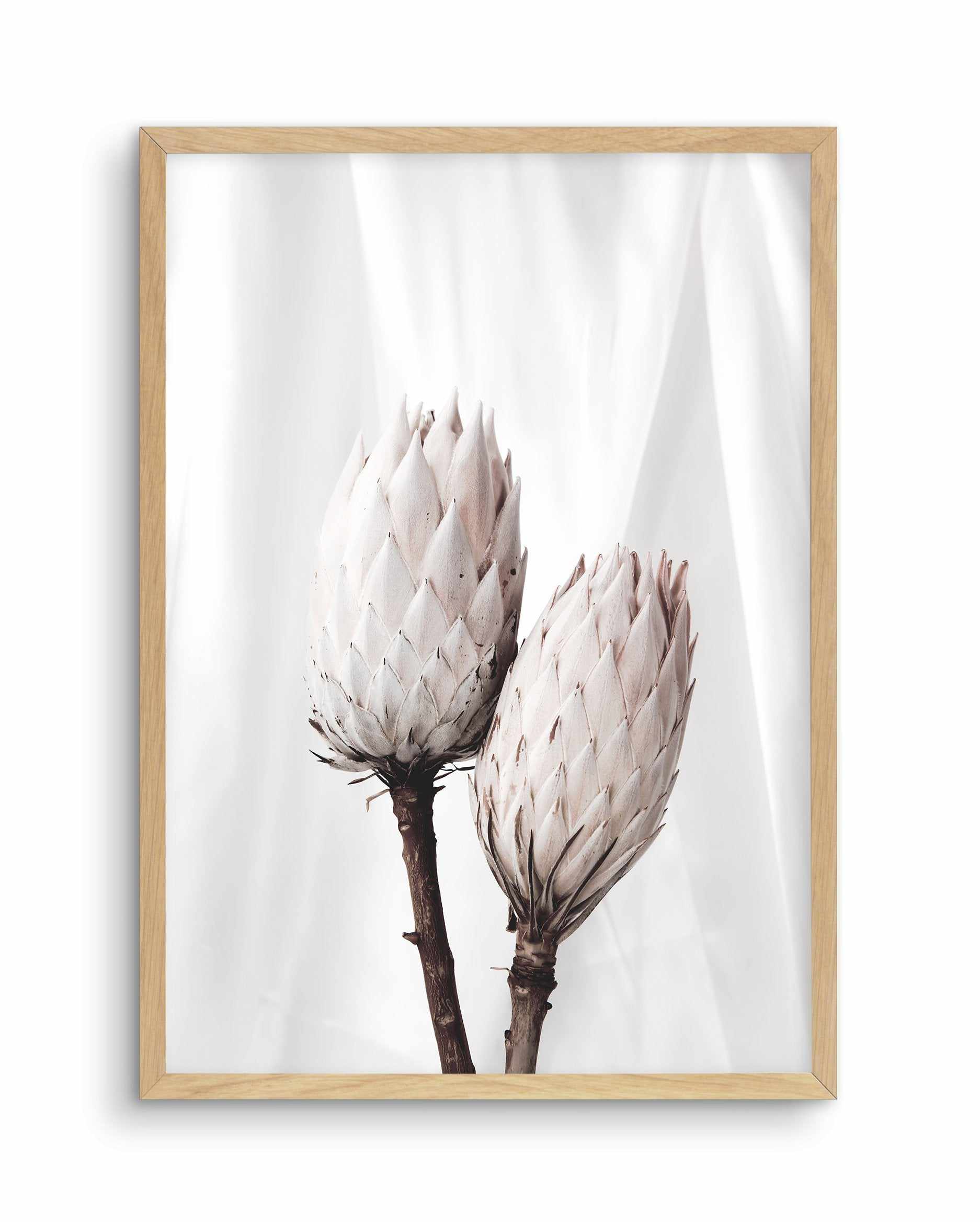 Twin Protea Art Print-PRINT-Olive et Oriel-Olive et Oriel-A5 | 5.8" x 8.3" | 14.8 x 21cm-Oak-With White Border-Buy-Australian-Art-Prints-Online-with-Olive-et-Oriel-Your-Artwork-Specialists-Austrailia-Decorate-With-Coastal-Photo-Wall-Art-Prints-From-Our-Beach-House-Artwork-Collection-Fine-Poster-and-Framed-Artwork