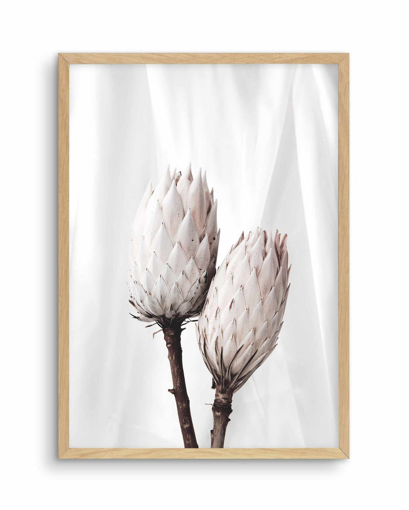 Twin Protea Art Print-PRINT-Olive et Oriel-Olive et Oriel-A5 | 5.8" x 8.3" | 14.8 x 21cm-Oak-With White Border-Buy-Australian-Art-Prints-Online-with-Olive-et-Oriel-Your-Artwork-Specialists-Austrailia-Decorate-With-Coastal-Photo-Wall-Art-Prints-From-Our-Beach-House-Artwork-Collection-Fine-Poster-and-Framed-Artwork