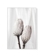 Twin Protea | Framed Canvas-CANVAS-You can shop wall art online with Olive et Oriel for everything from abstract art to fun kids wall art. Our beautiful modern art prints and canvas art are available from large canvas prints to wall art paintings and our proudly Australian artwork collection offers only the highest quality framed large wall art and canvas art Australia - You can buy fashion photography prints or Hampton print posters and paintings on canvas from Olive et Oriel and have them deli