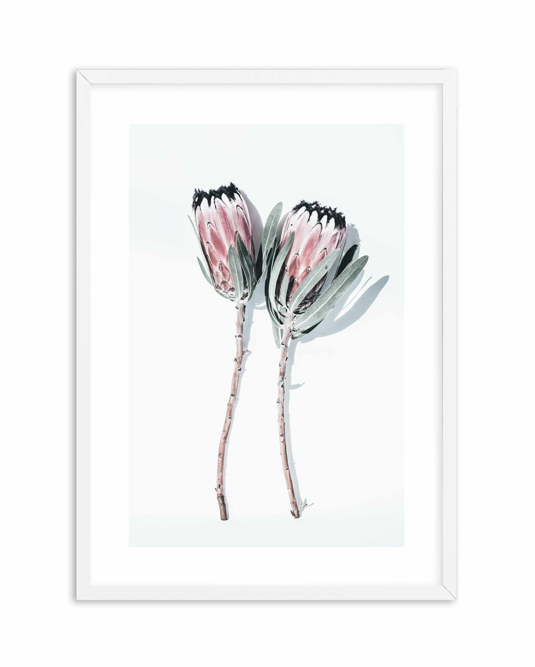 Two Of A Kind Art Print-PRINT-Olive et Oriel-Olive et Oriel-A5 | 5.8" x 8.3" | 14.8 x 21cm-White-With White Border-Buy-Australian-Art-Prints-Online-with-Olive-et-Oriel-Your-Artwork-Specialists-Austrailia-Decorate-With-Coastal-Photo-Wall-Art-Prints-From-Our-Beach-House-Artwork-Collection-Fine-Poster-and-Framed-Artwork