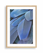 Ultra Violet Feather I Art Print-PRINT-Olive et Oriel-Olive et Oriel-A4 | 8.3" x 11.7" | 21 x 29.7cm-Oak-With White Border-Buy-Australian-Art-Prints-Online-with-Olive-et-Oriel-Your-Artwork-Specialists-Austrailia-Decorate-With-Coastal-Photo-Wall-Art-Prints-From-Our-Beach-House-Artwork-Collection-Fine-Poster-and-Framed-Artwork