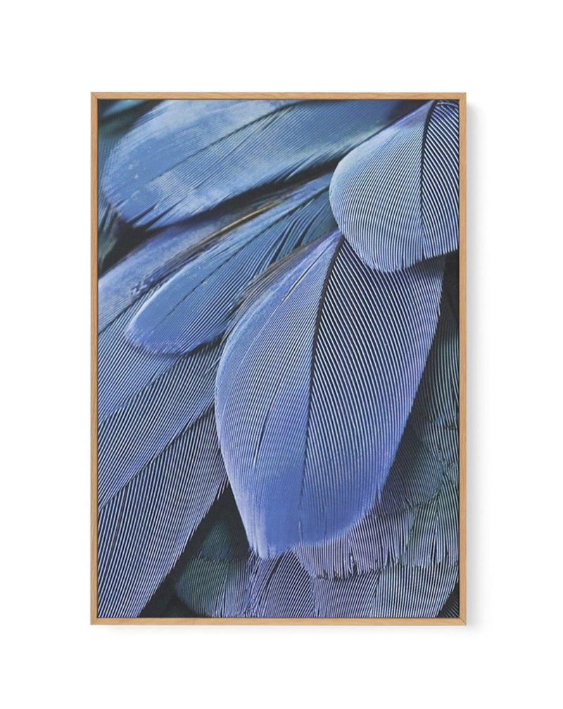 Ultra Violet Feather I | Framed Canvas-CANVAS-You can shop wall art online with Olive et Oriel for everything from abstract art to fun kids wall art. Our beautiful modern art prints and canvas art are available from large canvas prints to wall art paintings and our proudly Australian artwork collection offers only the highest quality framed large wall art and canvas art Australia - You can buy fashion photography prints or Hampton print posters and paintings on canvas from Olive et Oriel and hav