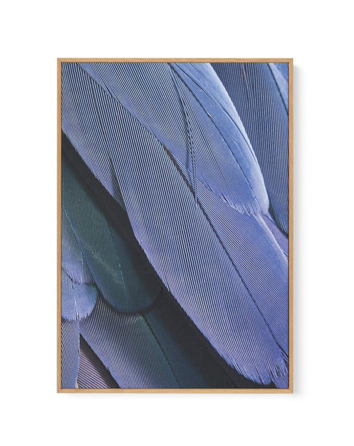 Ultra Violet Feather II | Framed Canvas-CANVAS-You can shop wall art online with Olive et Oriel for everything from abstract art to fun kids wall art. Our beautiful modern art prints and canvas art are available from large canvas prints to wall art paintings and our proudly Australian artwork collection offers only the highest quality framed large wall art and canvas art Australia - You can buy fashion photography prints or Hampton print posters and paintings on canvas from Olive et Oriel and ha