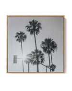 Venice Palms | B&W SQ | Framed Canvas-CANVAS-You can shop wall art online with Olive et Oriel for everything from abstract art to fun kids wall art. Our beautiful modern art prints and canvas art are available from large canvas prints to wall art paintings and our proudly Australian artwork collection offers only the highest quality framed large wall art and canvas art Australia - You can buy fashion photography prints or Hampton print posters and paintings on canvas from Olive et Oriel and have