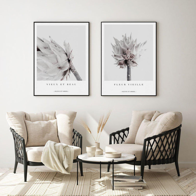 Vieux Et Beau | King Protea Art Print-PRINT-Olive et Oriel-Olive et Oriel-Buy-Australian-Art-Prints-Online-with-Olive-et-Oriel-Your-Artwork-Specialists-Austrailia-Decorate-With-Coastal-Photo-Wall-Art-Prints-From-Our-Beach-House-Artwork-Collection-Fine-Poster-and-Framed-Artwork