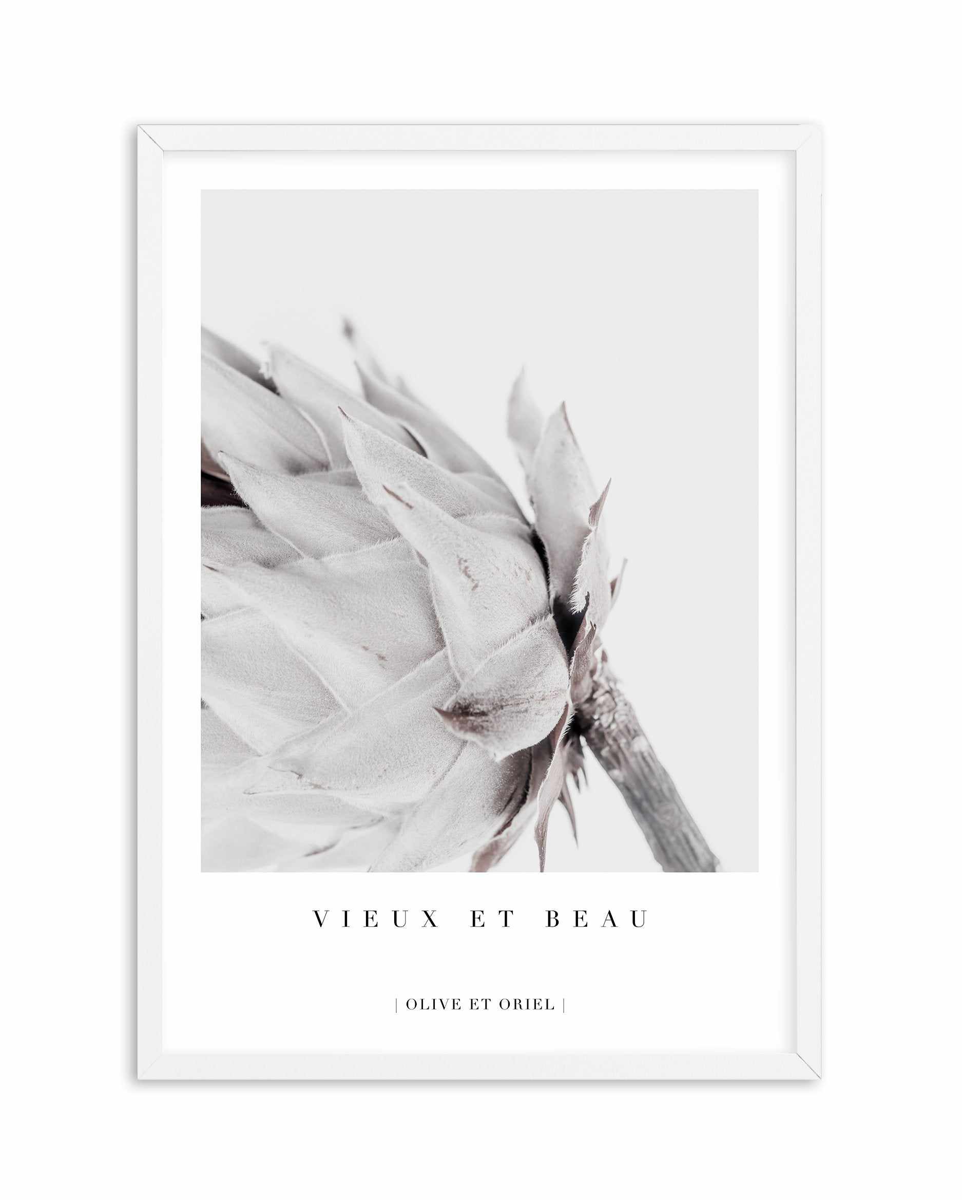 Vieux Et Beau | King Protea Art Print-PRINT-Olive et Oriel-Olive et Oriel-A4 | 8.3" x 11.7" | 21 x 29.7cm-White-With White Border-Buy-Australian-Art-Prints-Online-with-Olive-et-Oriel-Your-Artwork-Specialists-Austrailia-Decorate-With-Coastal-Photo-Wall-Art-Prints-From-Our-Beach-House-Artwork-Collection-Fine-Poster-and-Framed-Artwork