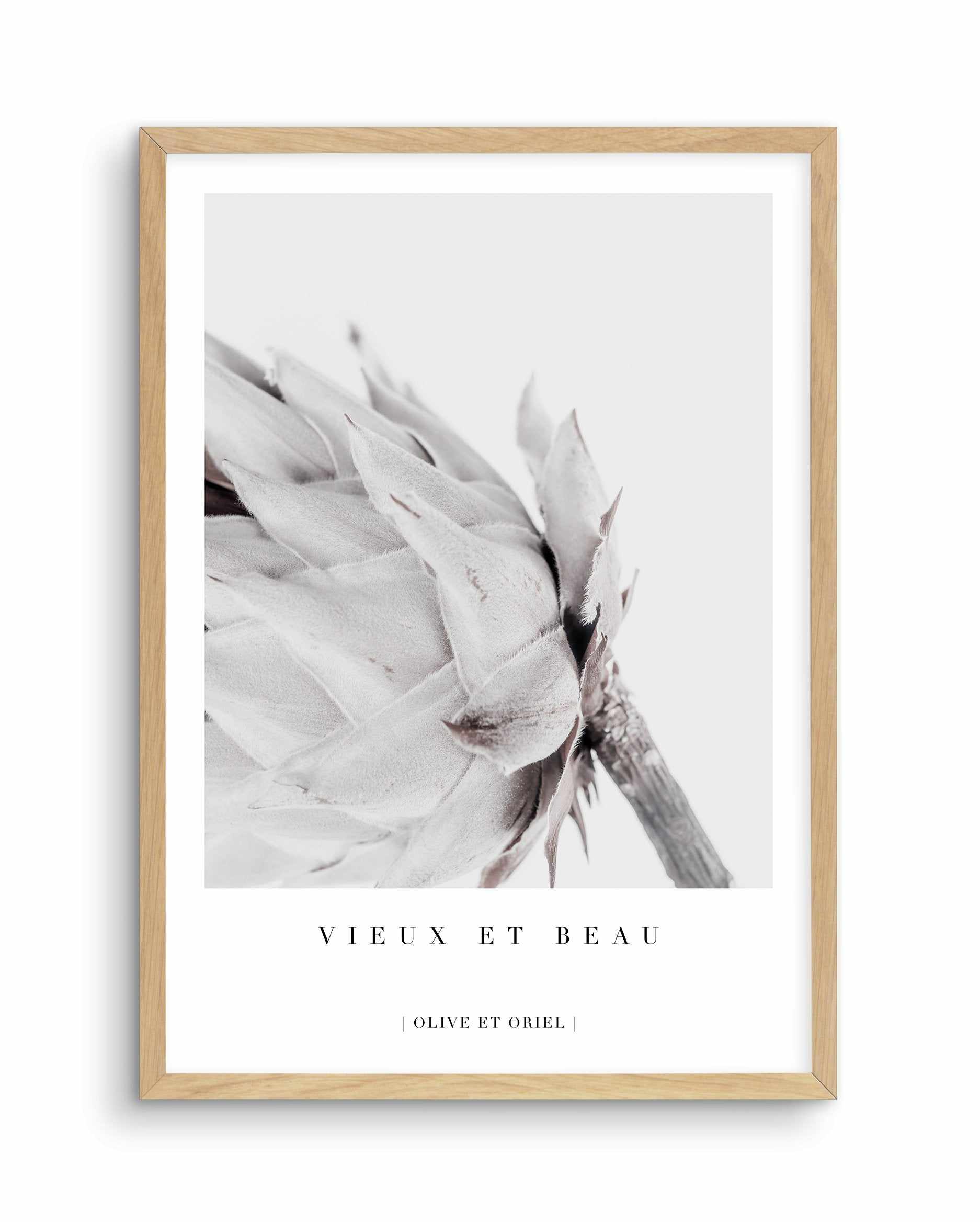 Vieux Et Beau | King Protea Art Print-PRINT-Olive et Oriel-Olive et Oriel-A4 | 8.3" x 11.7" | 21 x 29.7cm-Oak-With White Border-Buy-Australian-Art-Prints-Online-with-Olive-et-Oriel-Your-Artwork-Specialists-Austrailia-Decorate-With-Coastal-Photo-Wall-Art-Prints-From-Our-Beach-House-Artwork-Collection-Fine-Poster-and-Framed-Artwork