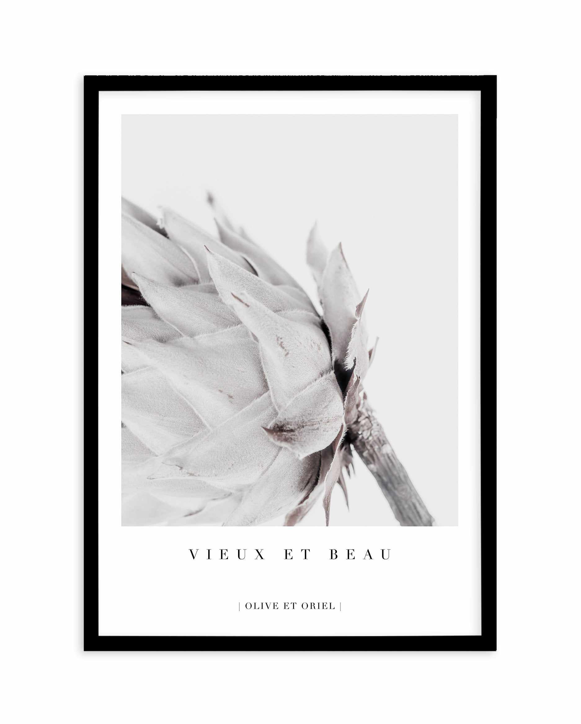 Vieux Et Beau | King Protea Art Print-PRINT-Olive et Oriel-Olive et Oriel-A4 | 8.3" x 11.7" | 21 x 29.7cm-Black-With White Border-Buy-Australian-Art-Prints-Online-with-Olive-et-Oriel-Your-Artwork-Specialists-Austrailia-Decorate-With-Coastal-Photo-Wall-Art-Prints-From-Our-Beach-House-Artwork-Collection-Fine-Poster-and-Framed-Artwork