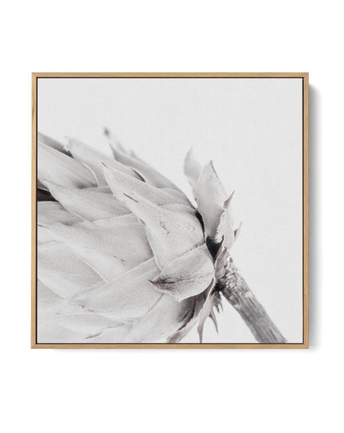 Vieux Et Beau | King Protea | Framed Canvas-CANVAS-You can shop wall art online with Olive et Oriel for everything from abstract art to fun kids wall art. Our beautiful modern art prints and canvas art are available from large canvas prints to wall art paintings and our proudly Australian artwork collection offers only the highest quality framed large wall art and canvas art Australia - You can buy fashion photography prints or Hampton print posters and paintings on canvas from Olive et Oriel an