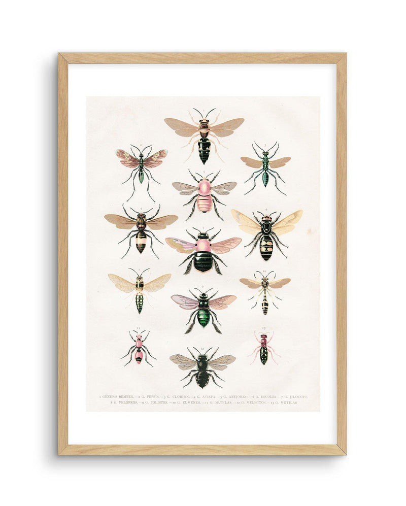 Vintage Bee Chart Art Print-PRINT-Olive et Oriel-Olive et Oriel-A5 | 5.8" x 8.3" | 14.8 x 21cm-Oak-With White Border-Buy-Australian-Art-Prints-Online-with-Olive-et-Oriel-Your-Artwork-Specialists-Austrailia-Decorate-With-Coastal-Photo-Wall-Art-Prints-From-Our-Beach-House-Artwork-Collection-Fine-Poster-and-Framed-Artwork