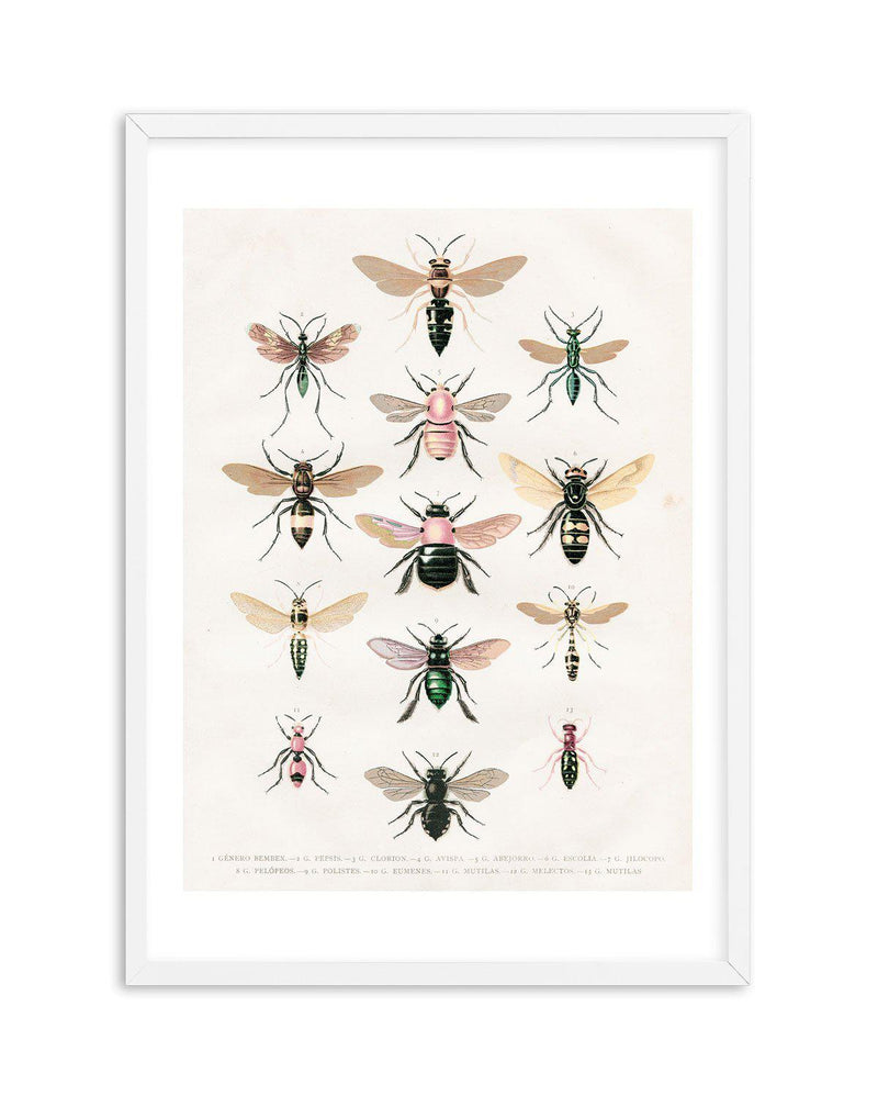 Vintage Bee Chart Art Print-PRINT-Olive et Oriel-Olive et Oriel-A5 | 5.8" x 8.3" | 14.8 x 21cm-White-With White Border-Buy-Australian-Art-Prints-Online-with-Olive-et-Oriel-Your-Artwork-Specialists-Austrailia-Decorate-With-Coastal-Photo-Wall-Art-Prints-From-Our-Beach-House-Artwork-Collection-Fine-Poster-and-Framed-Artwork