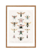 Vintage Bee Chart Art Print-PRINT-Olive et Oriel-Olive et Oriel-50x70 cm | 19.6" x 27.5"-Walnut-With White Border-Buy-Australian-Art-Prints-Online-with-Olive-et-Oriel-Your-Artwork-Specialists-Austrailia-Decorate-With-Coastal-Photo-Wall-Art-Prints-From-Our-Beach-House-Artwork-Collection-Fine-Poster-and-Framed-Artwork