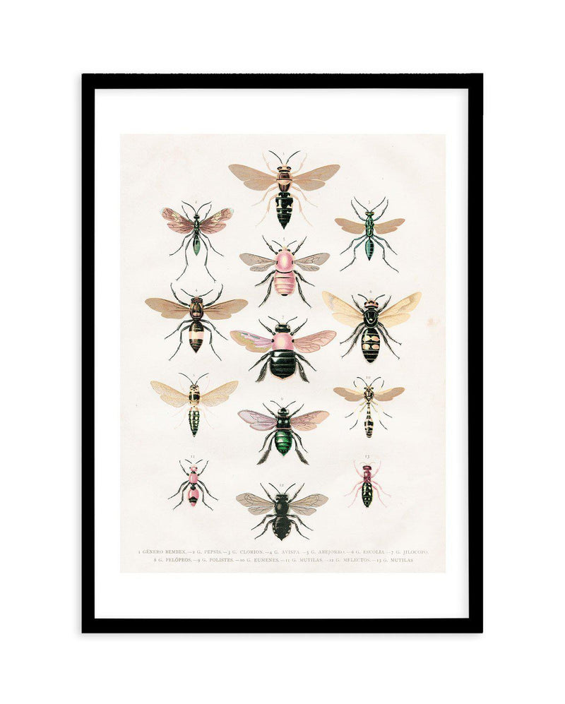 Vintage Bee Chart Art Print-PRINT-Olive et Oriel-Olive et Oriel-A5 | 5.8" x 8.3" | 14.8 x 21cm-Black-With White Border-Buy-Australian-Art-Prints-Online-with-Olive-et-Oriel-Your-Artwork-Specialists-Austrailia-Decorate-With-Coastal-Photo-Wall-Art-Prints-From-Our-Beach-House-Artwork-Collection-Fine-Poster-and-Framed-Artwork