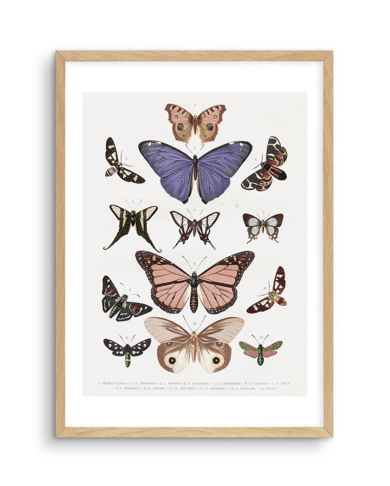 Vintage Butterfly Chart Art Print-PRINT-Olive et Oriel-Olive et Oriel-A5 | 5.8" x 8.3" | 14.8 x 21cm-Oak-With White Border-Buy-Australian-Art-Prints-Online-with-Olive-et-Oriel-Your-Artwork-Specialists-Austrailia-Decorate-With-Coastal-Photo-Wall-Art-Prints-From-Our-Beach-House-Artwork-Collection-Fine-Poster-and-Framed-Artwork