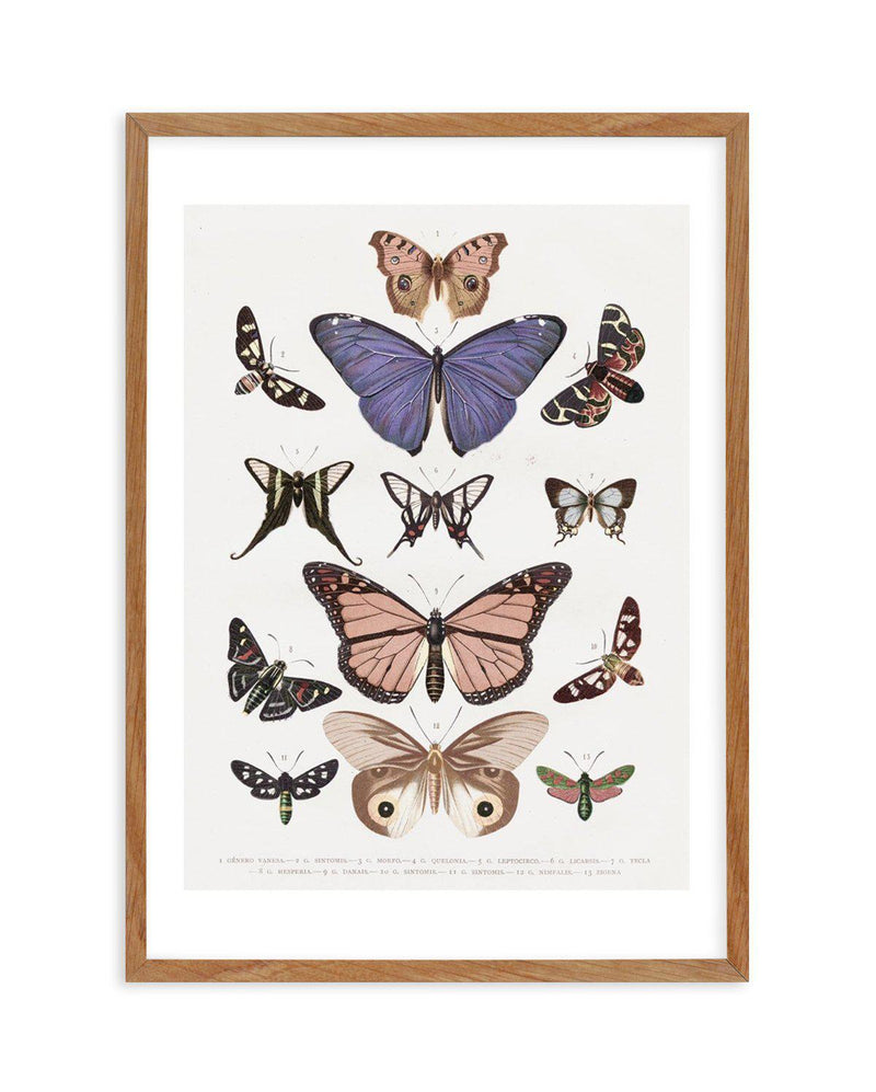 Vintage Butterfly Chart Art Print-PRINT-Olive et Oriel-Olive et Oriel-50x70 cm | 19.6" x 27.5"-Walnut-With White Border-Buy-Australian-Art-Prints-Online-with-Olive-et-Oriel-Your-Artwork-Specialists-Austrailia-Decorate-With-Coastal-Photo-Wall-Art-Prints-From-Our-Beach-House-Artwork-Collection-Fine-Poster-and-Framed-Artwork