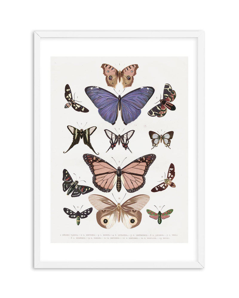 Vintage Butterfly Chart Art Print-PRINT-Olive et Oriel-Olive et Oriel-A5 | 5.8" x 8.3" | 14.8 x 21cm-White-With White Border-Buy-Australian-Art-Prints-Online-with-Olive-et-Oriel-Your-Artwork-Specialists-Austrailia-Decorate-With-Coastal-Photo-Wall-Art-Prints-From-Our-Beach-House-Artwork-Collection-Fine-Poster-and-Framed-Artwork