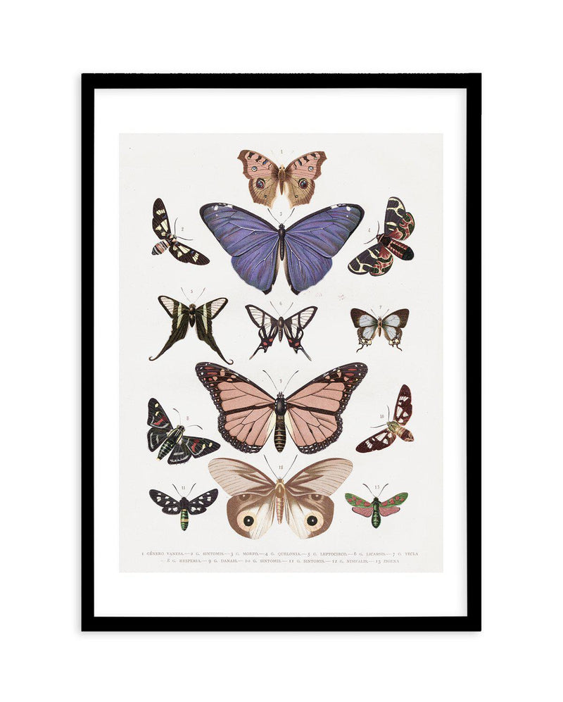 Vintage Butterfly Chart Art Print-PRINT-Olive et Oriel-Olive et Oriel-A5 | 5.8" x 8.3" | 14.8 x 21cm-Black-With White Border-Buy-Australian-Art-Prints-Online-with-Olive-et-Oriel-Your-Artwork-Specialists-Austrailia-Decorate-With-Coastal-Photo-Wall-Art-Prints-From-Our-Beach-House-Artwork-Collection-Fine-Poster-and-Framed-Artwork