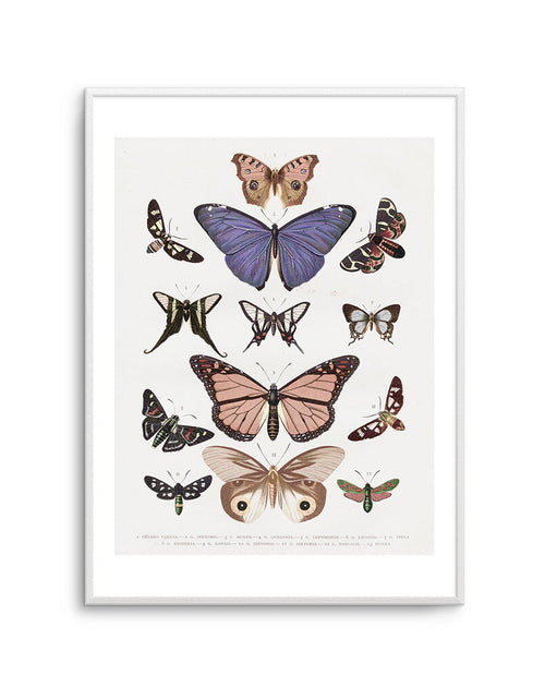 Vintage Butterfly Chart Art Print-PRINT-Olive et Oriel-Olive et Oriel-A5 | 5.8" x 8.3" | 14.8 x 21cm-Unframed Art Print-With White Border-Buy-Australian-Art-Prints-Online-with-Olive-et-Oriel-Your-Artwork-Specialists-Austrailia-Decorate-With-Coastal-Photo-Wall-Art-Prints-From-Our-Beach-House-Artwork-Collection-Fine-Poster-and-Framed-Artwork