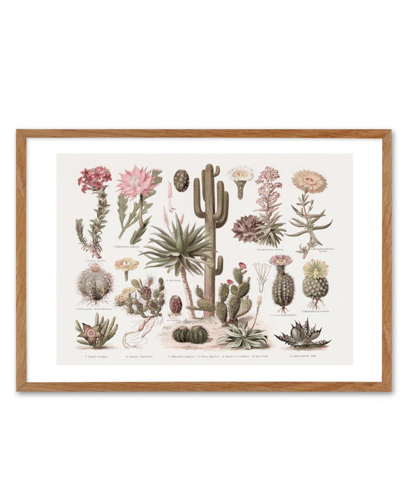 Vintage Cactus Chart Art Print-PRINT-Olive et Oriel-Olive et Oriel-50x70 cm | 19.6" x 27.5"-Walnut-With White Border-Buy-Australian-Art-Prints-Online-with-Olive-et-Oriel-Your-Artwork-Specialists-Austrailia-Decorate-With-Coastal-Photo-Wall-Art-Prints-From-Our-Beach-House-Artwork-Collection-Fine-Poster-and-Framed-Artwork