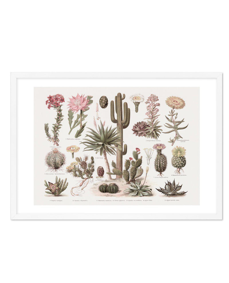 Vintage Cactus Chart Art Print-PRINT-Olive et Oriel-Olive et Oriel-A5 | 5.8" x 8.3" | 14.8 x 21cm-White-With White Border-Buy-Australian-Art-Prints-Online-with-Olive-et-Oriel-Your-Artwork-Specialists-Austrailia-Decorate-With-Coastal-Photo-Wall-Art-Prints-From-Our-Beach-House-Artwork-Collection-Fine-Poster-and-Framed-Artwork