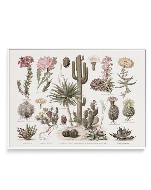 Vintage Cactus Chart | Framed Canvas-CANVAS-You can shop wall art online with Olive et Oriel for everything from abstract art to fun kids wall art. Our beautiful modern art prints and canvas art are available from large canvas prints to wall art paintings and our proudly Australian artwork collection offers only the highest quality framed large wall art and canvas art Australia - You can buy fashion photography prints or Hampton print posters and paintings on canvas from Olive et Oriel and have 